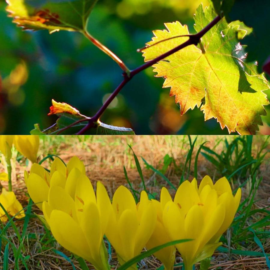 La Maison Grenadine Pres Du Canal Du Midi Tourouzelle Luaran gambar